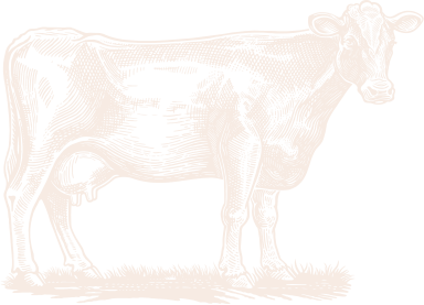 Etching of a cow.